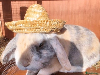 Mini Lop rabbits Mini lop - Advert 2