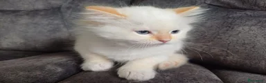 Boy (definetly boy, can't change sex below)