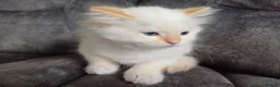 Ragdoll cats for sale: 3 beautiful Ragdoll kittens-Ready to Leave Mum Now - Advert 18