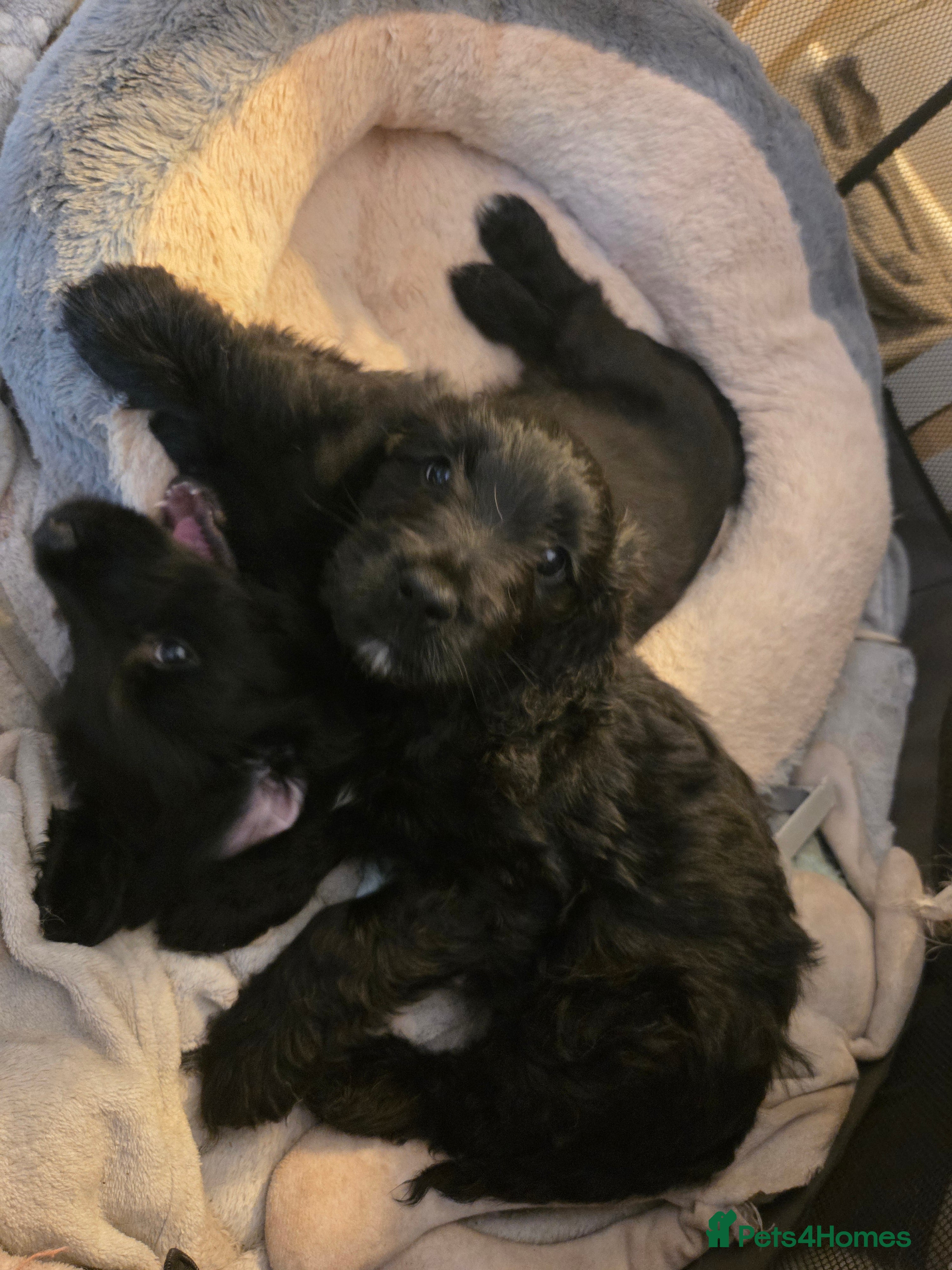 Mixed Breed dogs LAST ONE! Golden Retriever X Cockapoo puppies - Advert 16