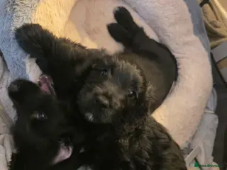 Mixed Breed dogs LAST ONE! Golden Retriever X Cockapoo puppies - Advert 16