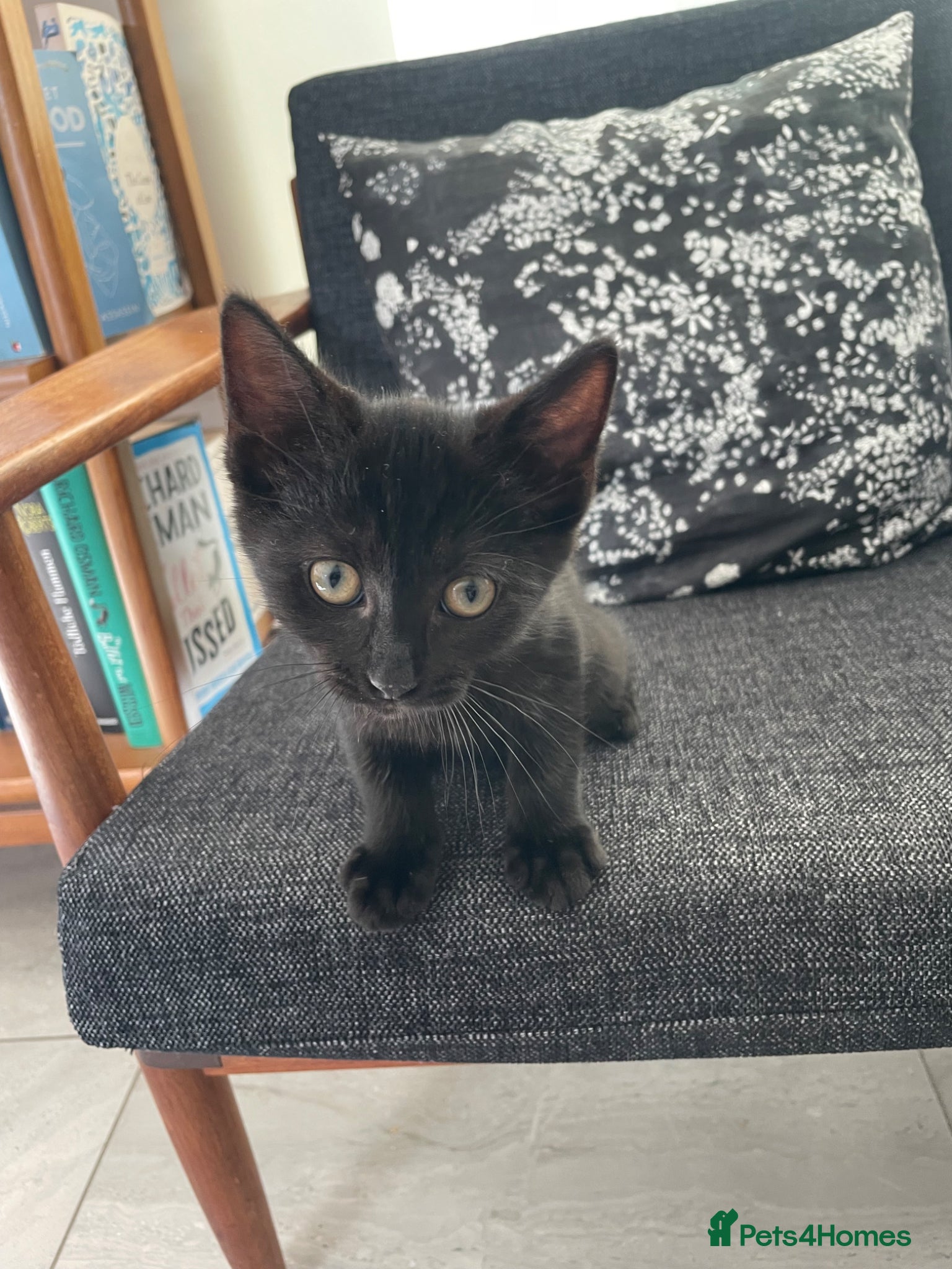 Mixed Breed cats AvailableNow Ragdoll & Domestic Shorthair Kitten  - Advert 1