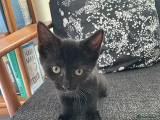 Mixed Breed cats AvailableNow Ragdoll & Domestic Shorthair Kitten - Advert 1