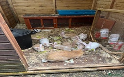 Continental Giant rabbits for sale: 8 baby continental giants  - Image 1