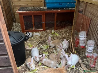 Continental Giant rabbits for sale - Advert 1