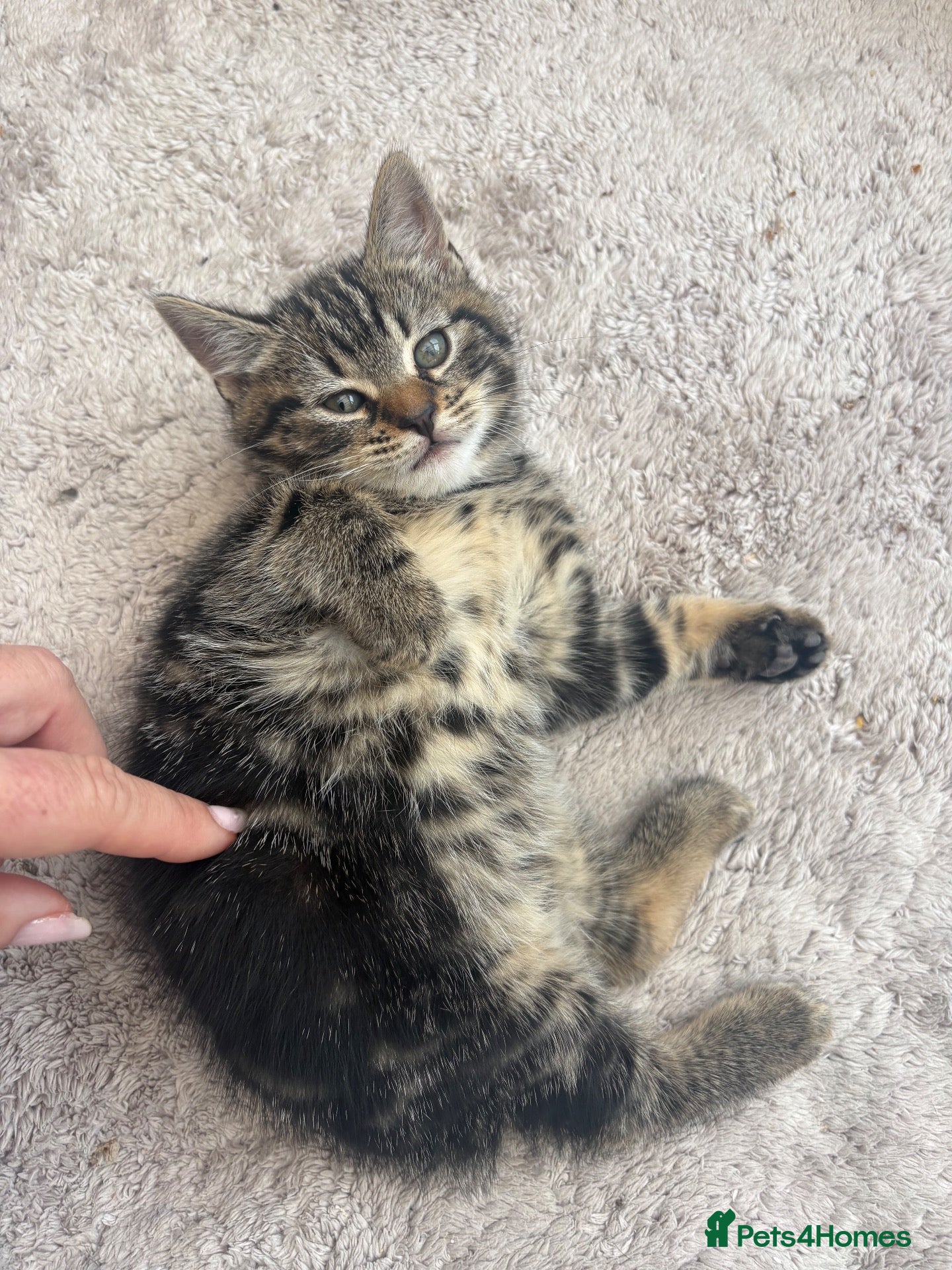 Mixed Breed cats 12 week old female kitten mixed breed - Advert 4