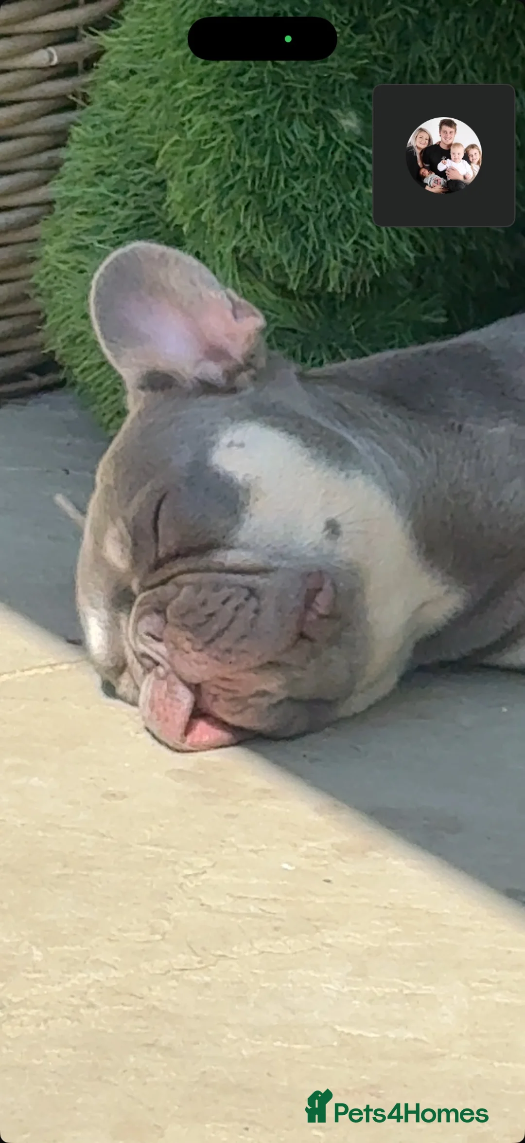 French Bulldog dogs for sale: In tact male French bulldog  in Crowborough - Advert 3
