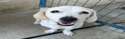 Mixed Breed dogs for adoption: Margot in Oxford - Advert 14