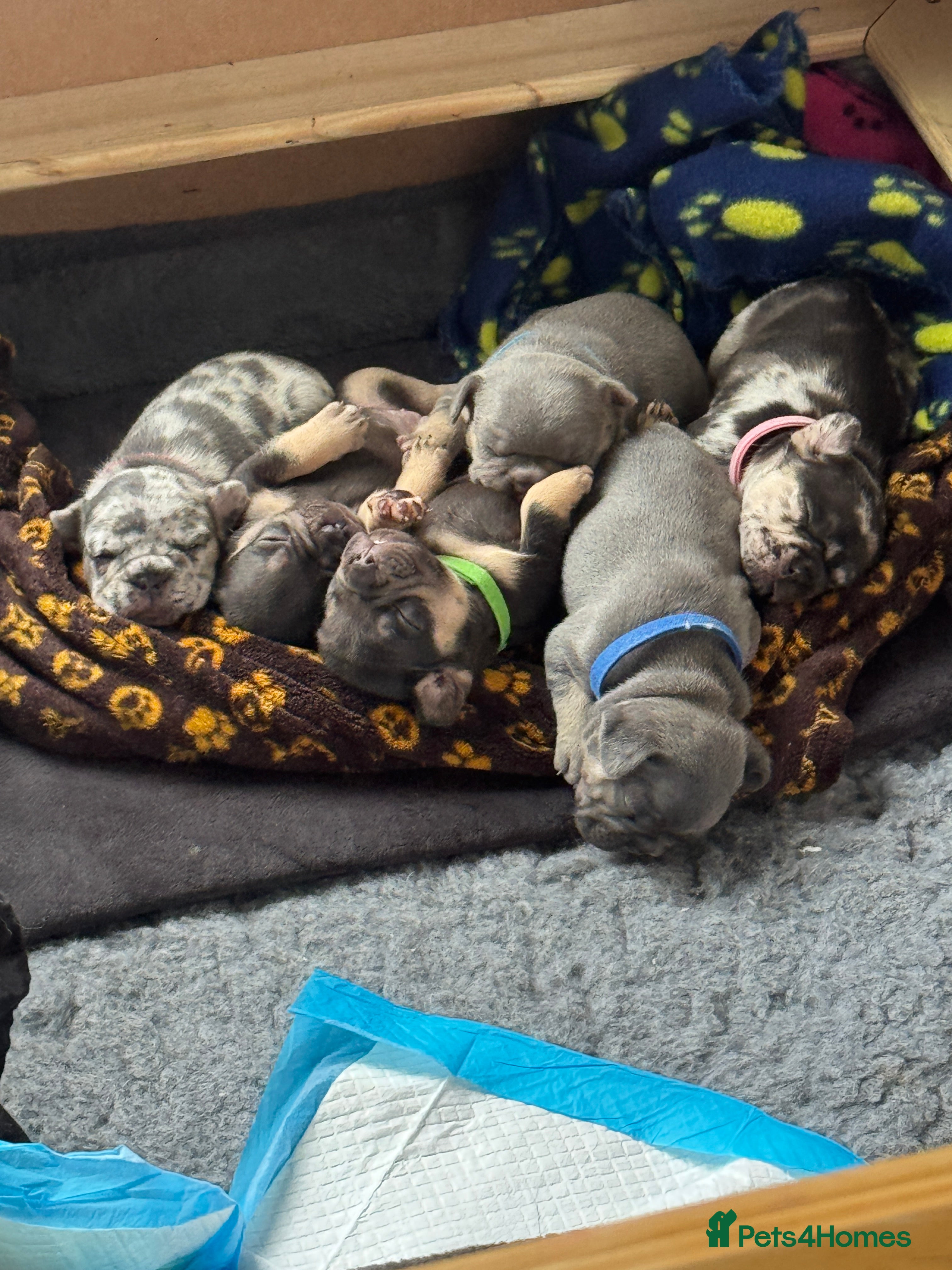 French Bulldog dogs French bulldog puppies for sale  - Advert 15