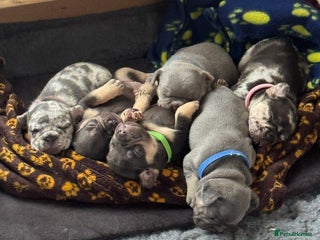 French Bulldog dogs French bulldog puppies for sale - Advert 15