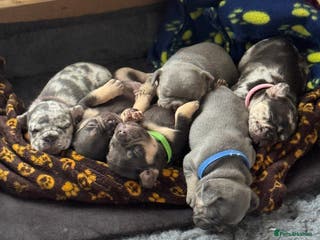 French Bulldog dogs French bulldog puppies for sale - Advert 5