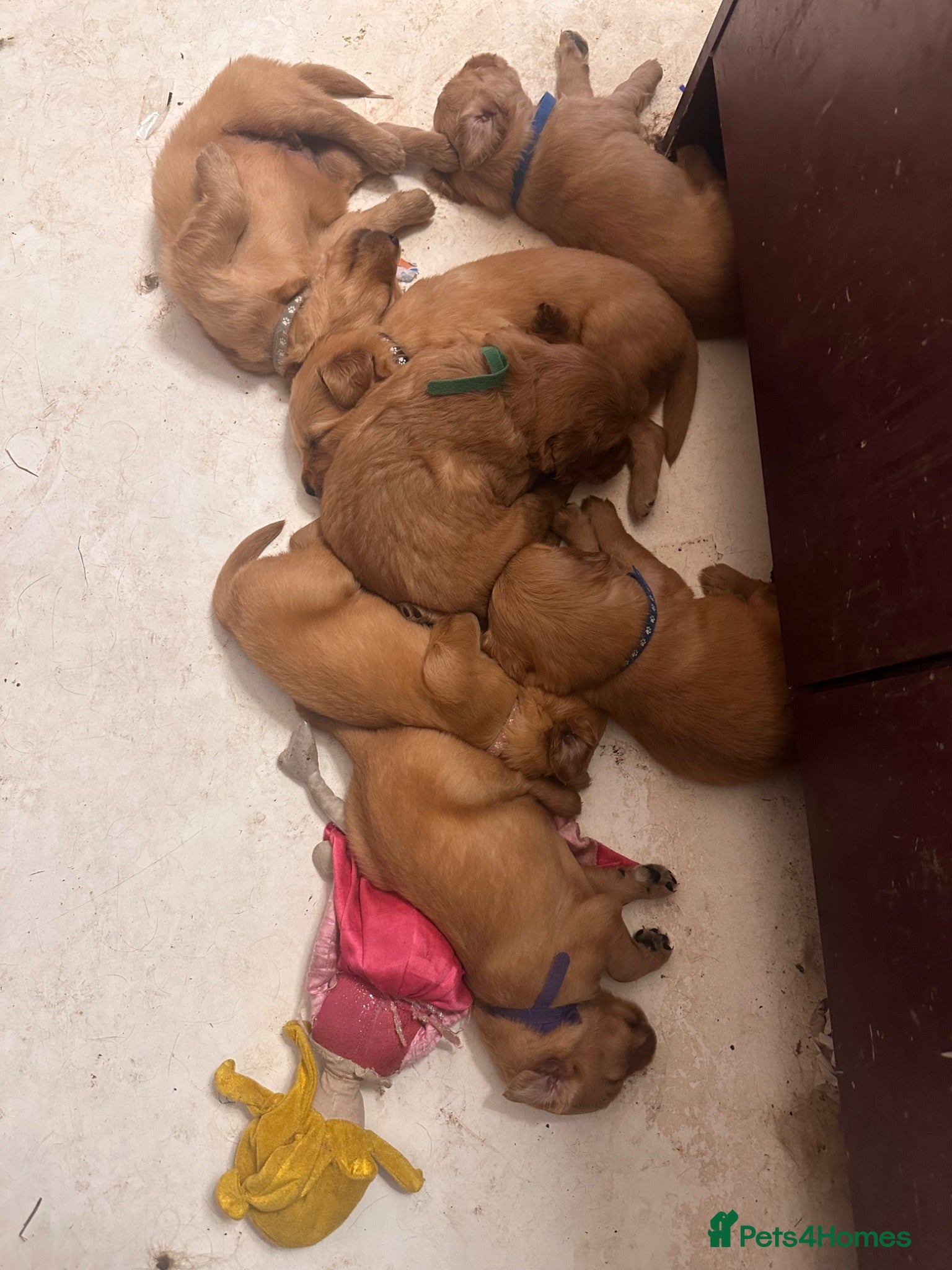 Golden Retriever dogs Golden Retriever KC puppies  - Advert 2