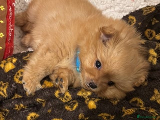 Mixed Breed dogs Pomeranian mixt with bichon - Advert 16