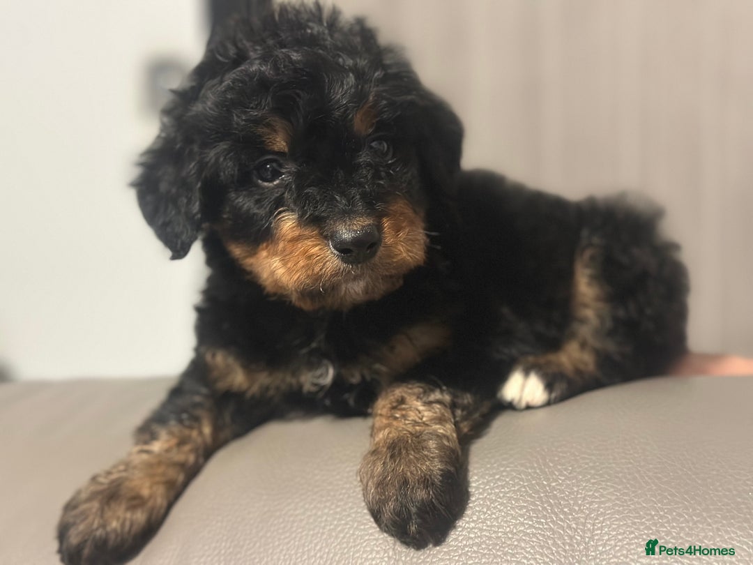 Bernedoodle dogs for sale: F1 BERNADOODLE BOYS AND GIRLS - Advert 25