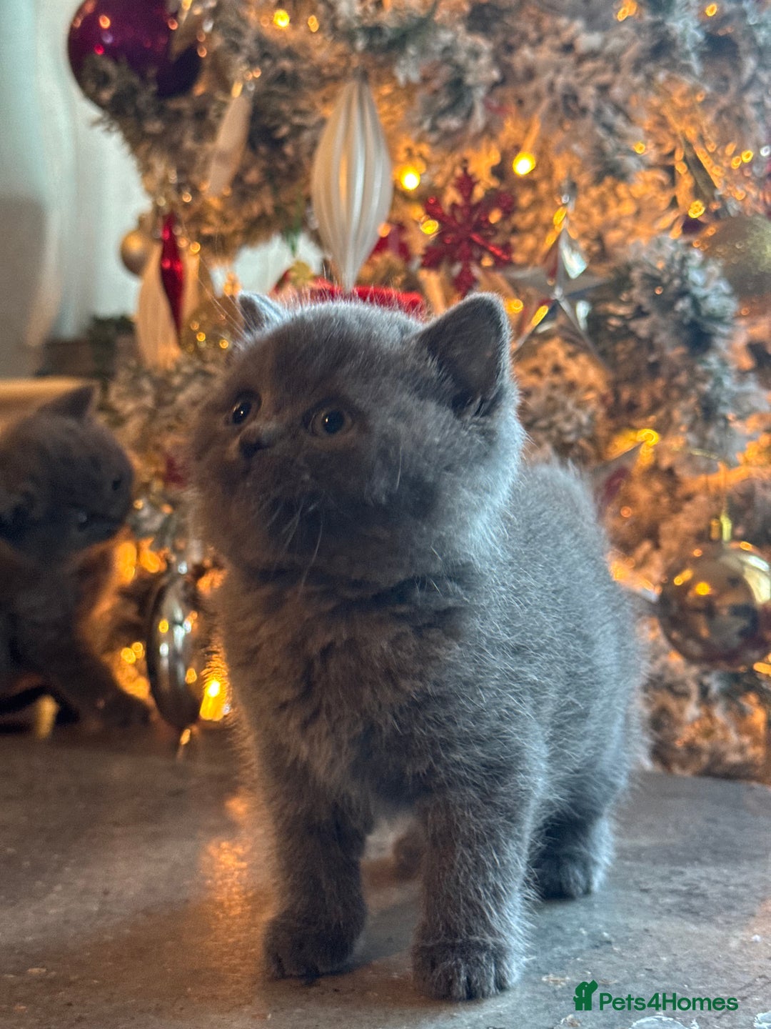 British Shorthair cats for sale: Blue British shorthair 🏆🏆🏆💙💙💙 - Advert 14