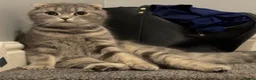 Scottish Fold cats for sale: Scottish fold X BSH - Advert 5