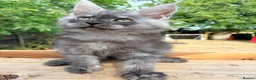 Maine Coon cats for sale: Stunning GCCF Maine Coons available  - Advert 18