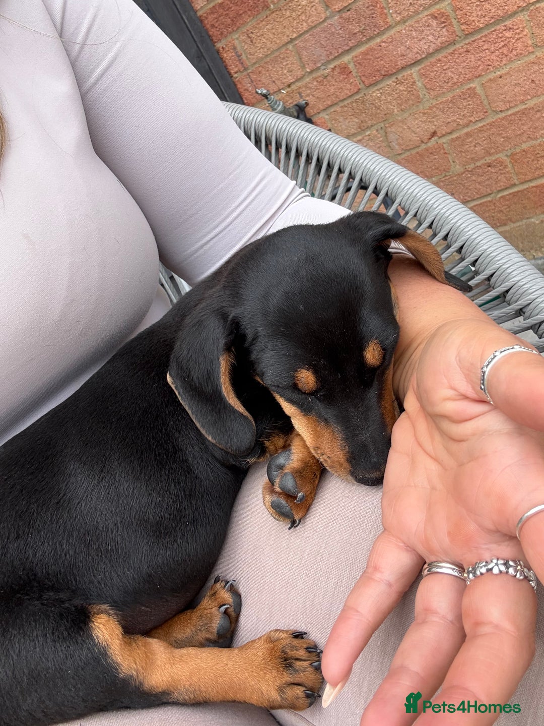 Miniature Dachshund dogs for sale: Lenny  - Image 9