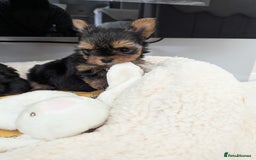 Yorkshire Terrier dogs for sale: Wonderful Yorkshire terrier puppies  - Image 26