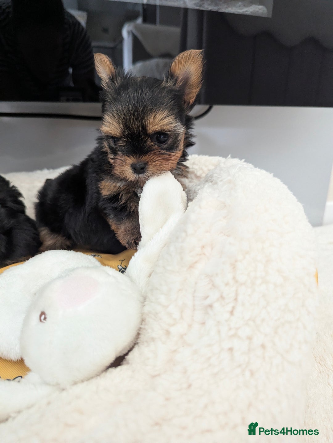 Yorkshire Terrier dogs for sale: Wonderful Yorkshire terrier puppies  - Image 26