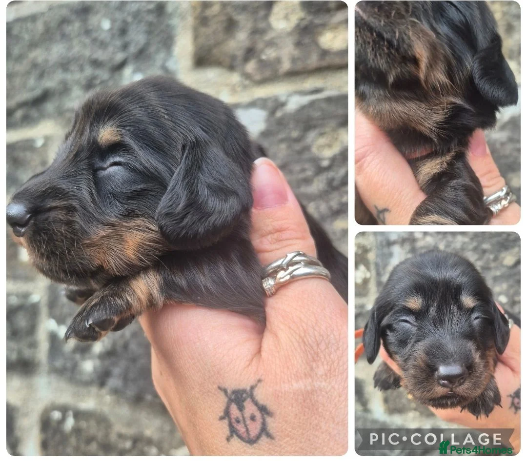 Miniature Dachshund dogs for sale: LONG HAIR PRA CLEAR MINIATURE DACHSHUND GIRL - Advert 1