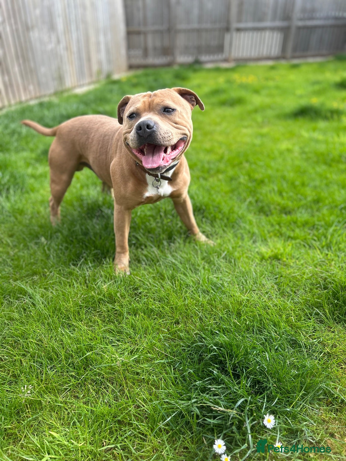 Staffordshire Bull Terrier dogs KC Registered Red / Fawn Staffy Stud  - Advert 5