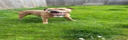 Staffordshire Bull Terrier dogs for stud: KC Registered Red / Fawn Staffy Stud  - Advert 1