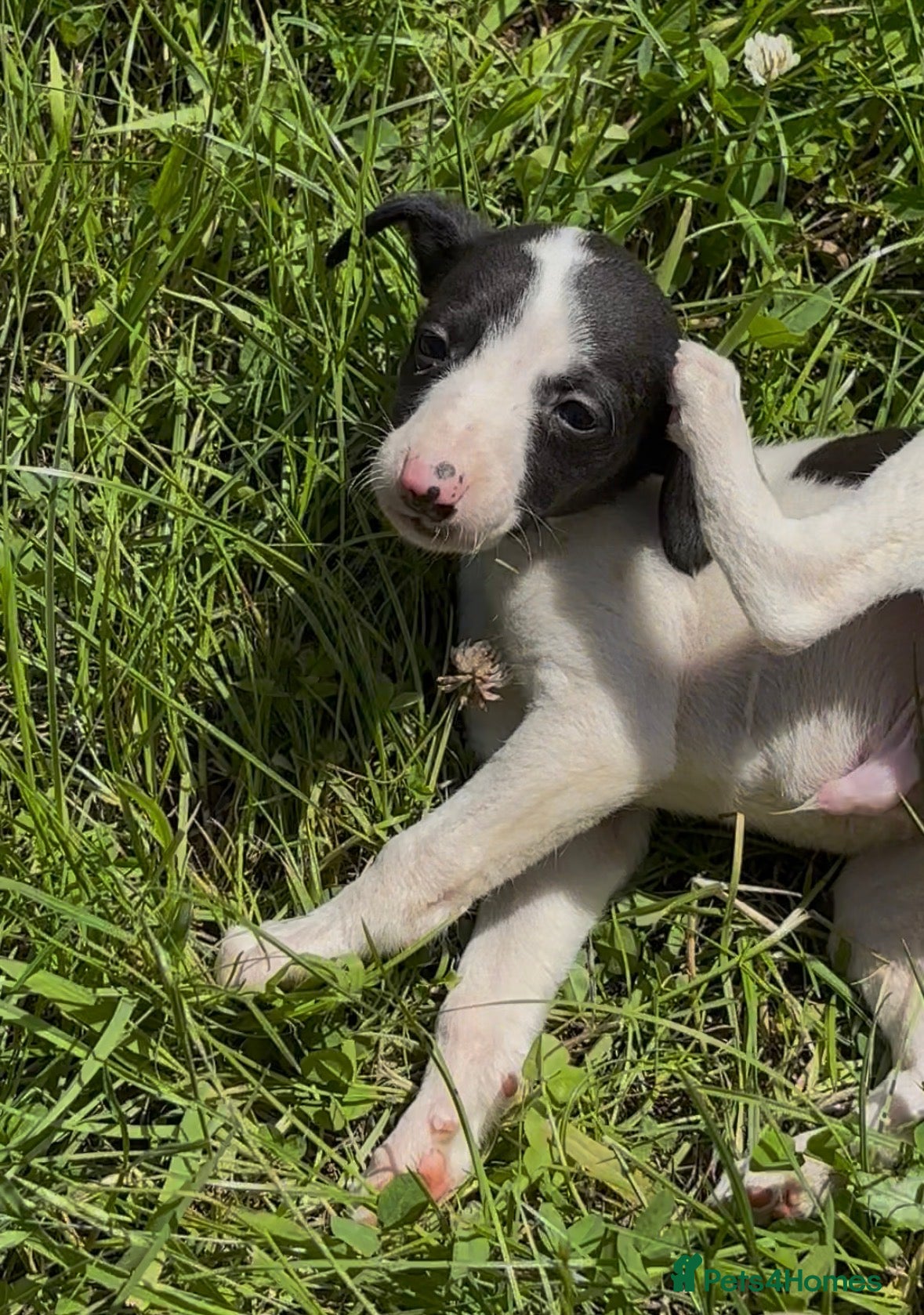 Whippet dogs KC registered whippet puppies  - Advert 1