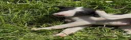 Whippet dogs for sale: KC registered whippet puppies  - Advert 15