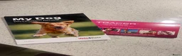 Chihuahua dogs for sale: Beautiful little Chihuahua Puppy 8 weeks old  in Shepperton - Advert 3