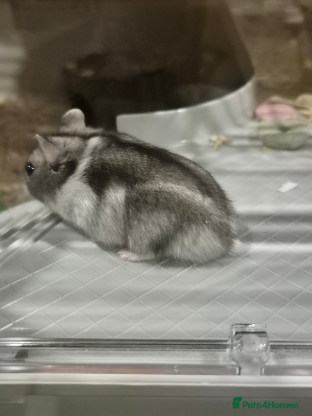 Hamster rodents for sale: Dwarf hamster  - Advert 2