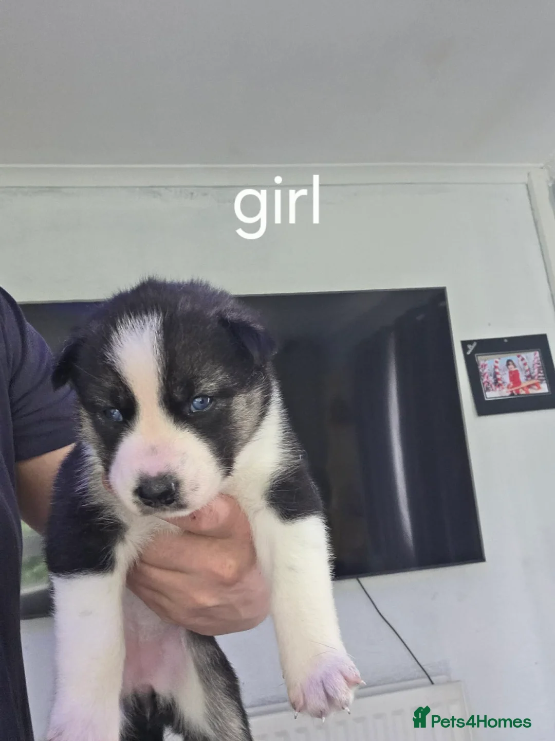 Huskita dogs for sale: huskita/siberian husky puppies - Advert 33