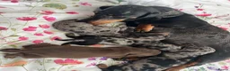 Miniature Dachshund dogs for sale: miniature dachshund  in Coventry - Advert 7