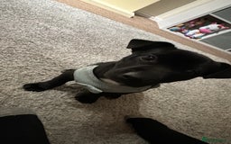 Mixed Breed dogs for sale: Loving staffy looking for forever home  - Image 5