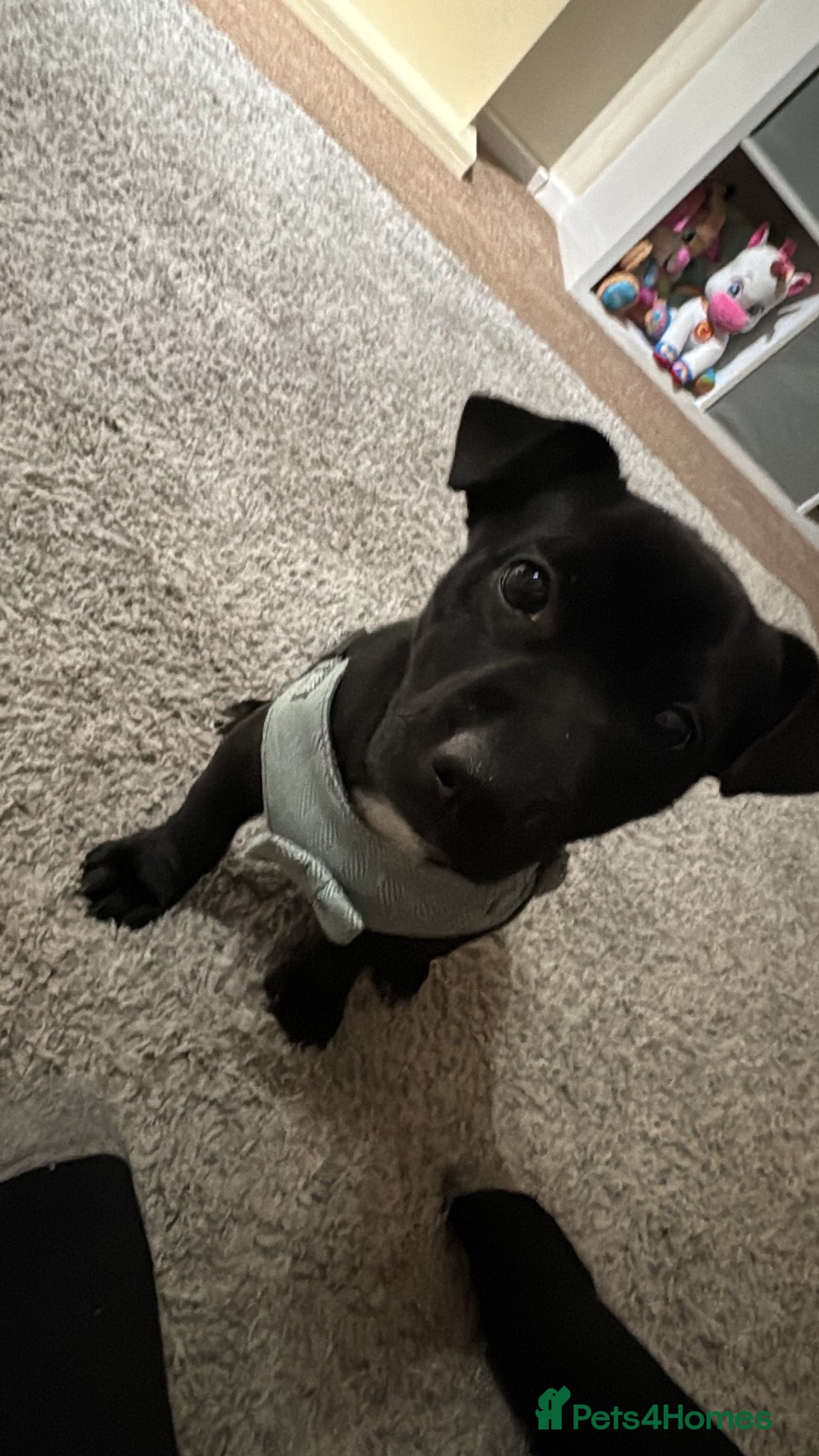 Mixed Breed dogs for sale: Loving staffy looking for forever home  - Image 5