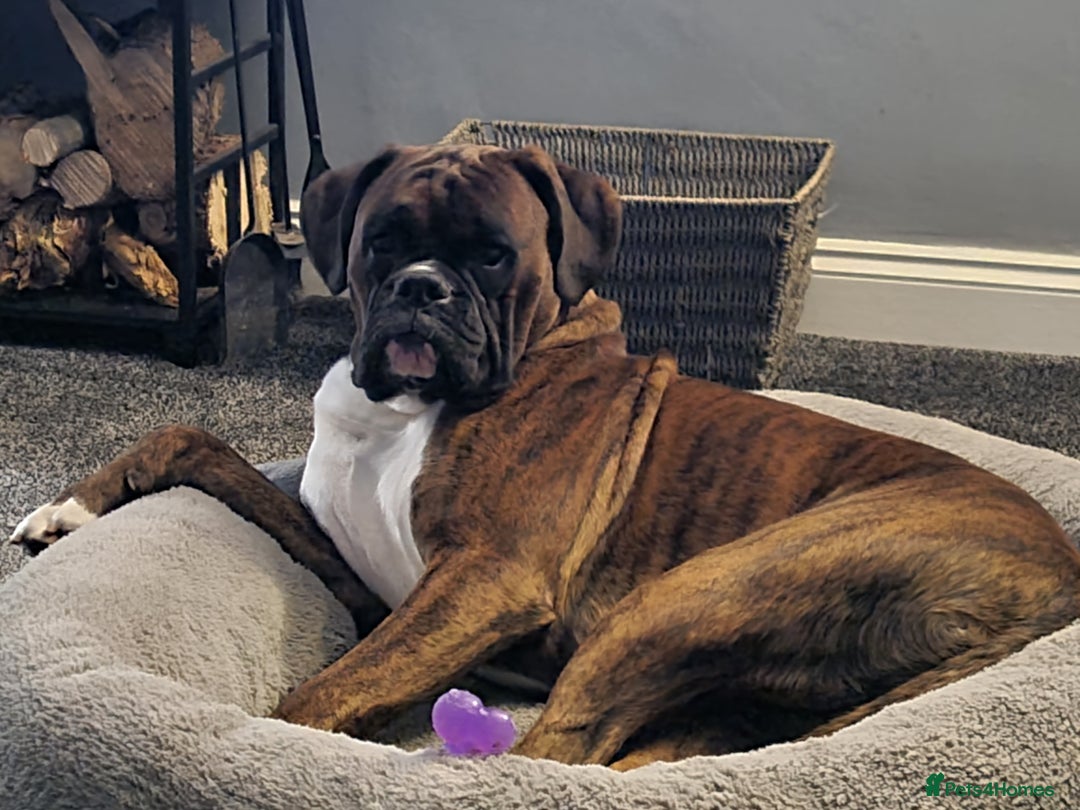 Boxer dogs for sale: Beautiful Pedigree Boxer Pups - Advert 2