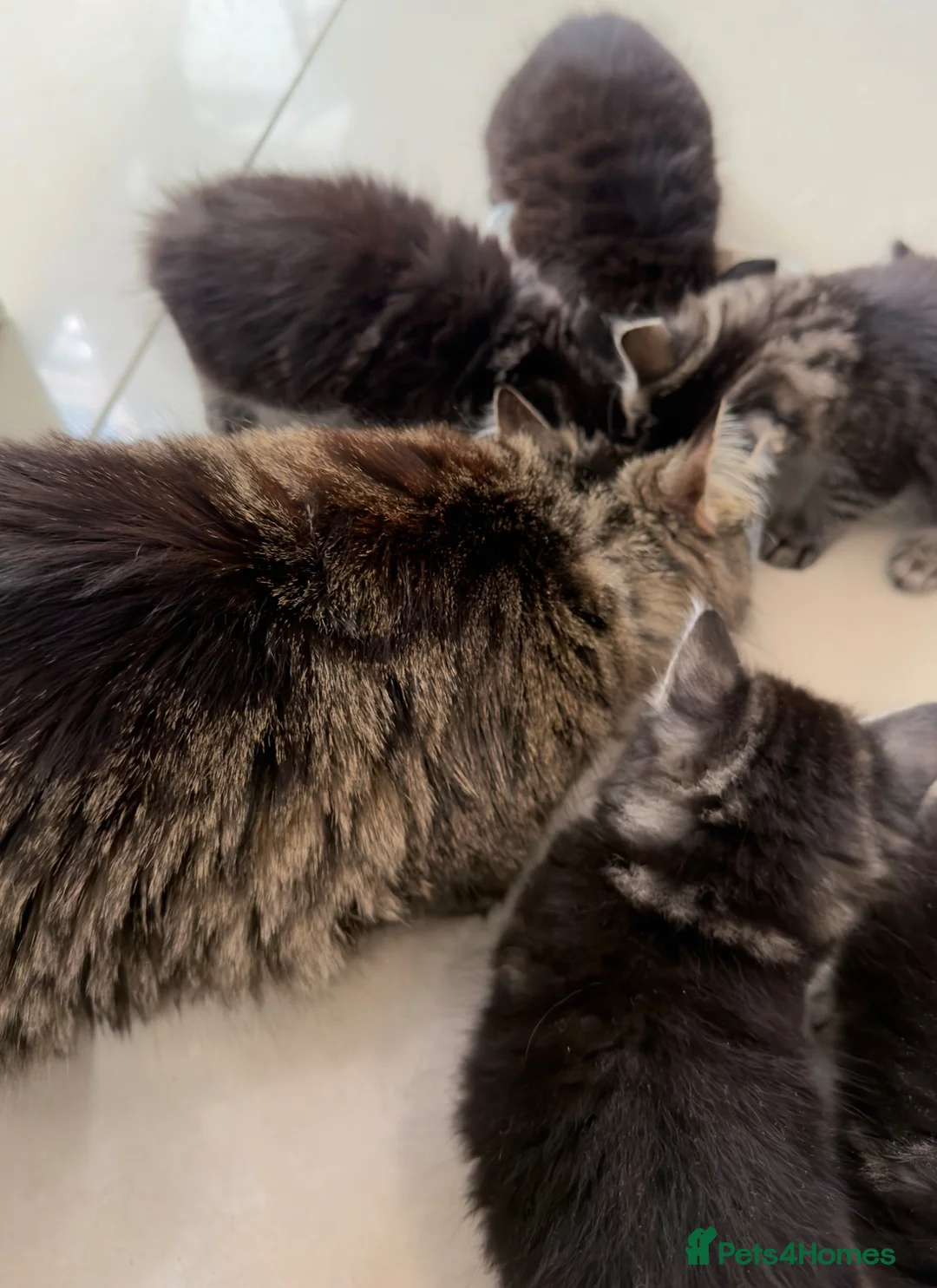 Russian Blue cats for sale: Tabby and Russian Blue mixed kittens in Feltham - Advert 2