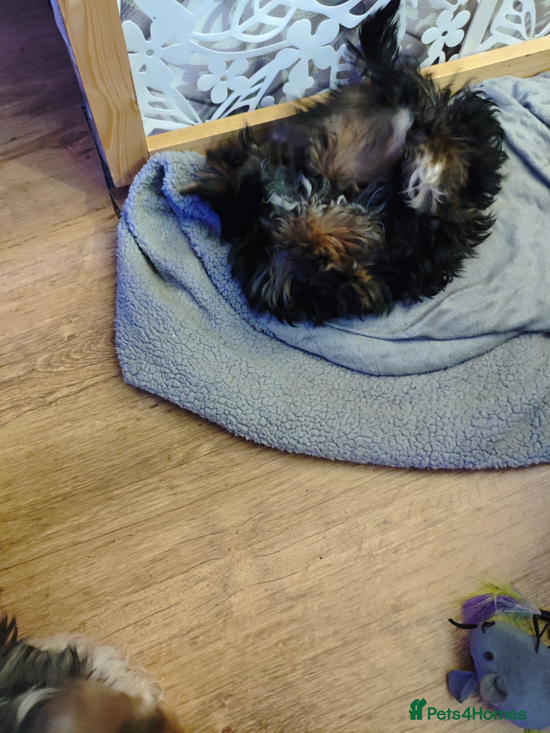 Yorkshire Terrier dogs for sale: wonderful Yorkshire girl - Advert 10