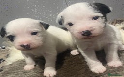 Parson Russell dogs for sale: KC Reg Champion lineage Puppys - Image 18