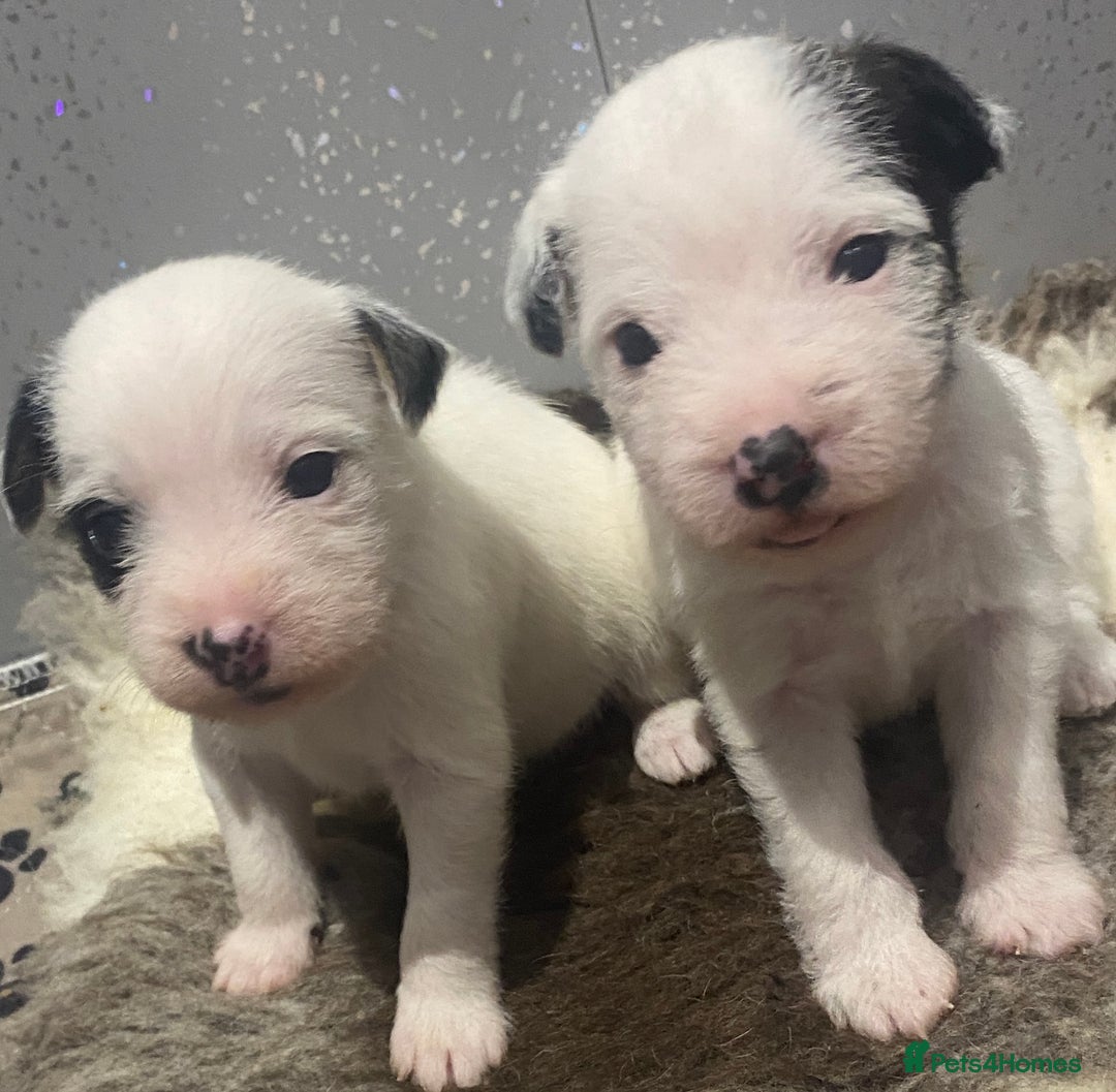 Parson Russell dogs for sale: KC Reg Champion lineage Puppys - Image 18