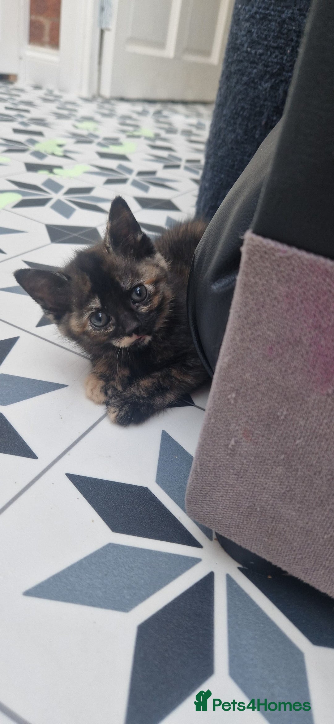 Mixed Breed cats for sale: 5 little kittens(2 calico girls +3 ginger males)  - Advert 11