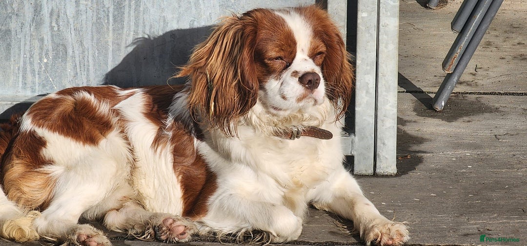 Cavalier King Charles Spaniel dogs for stud: Chocolate KC Health Tested Blenheim Stud - Advert 10