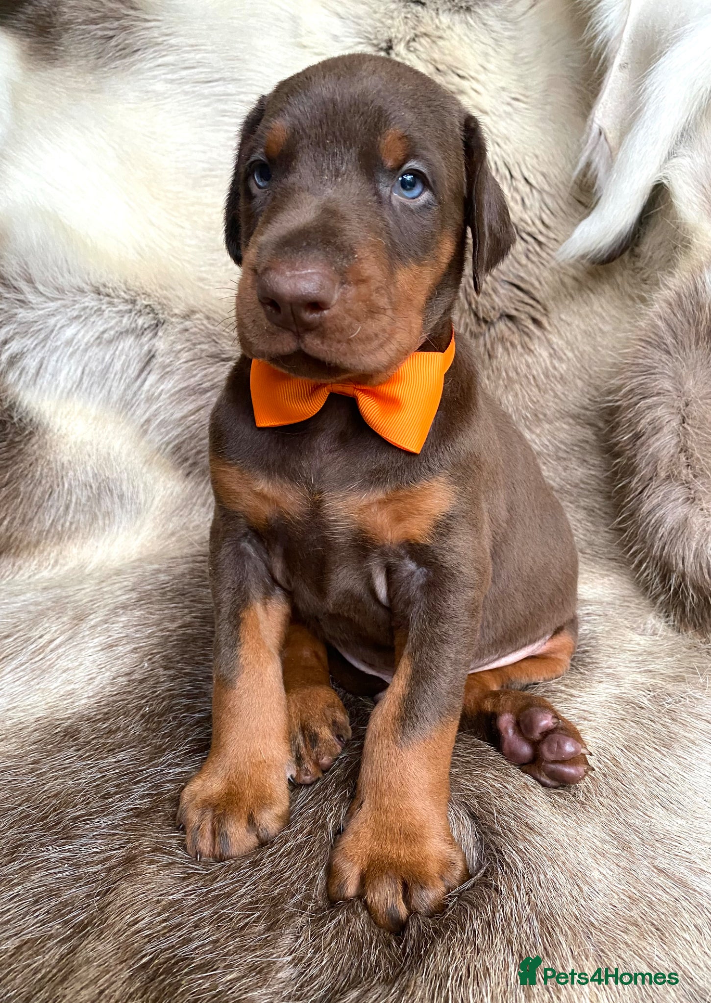 Dobermann dogs for sale: *KC REGISTERED* HEALTH TESTED DOBERMAN PUPPIES - Advert 25