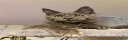 Maine Coon cats for sale: 💙*🦁*BLUE MAINE COON*💎*KITTENS*🦁*💙 - Advert 18
