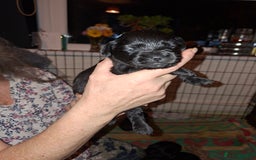 Mixed Breed dogs for sale: Miniature Poodle cross french bulldog puppies  - Image 18