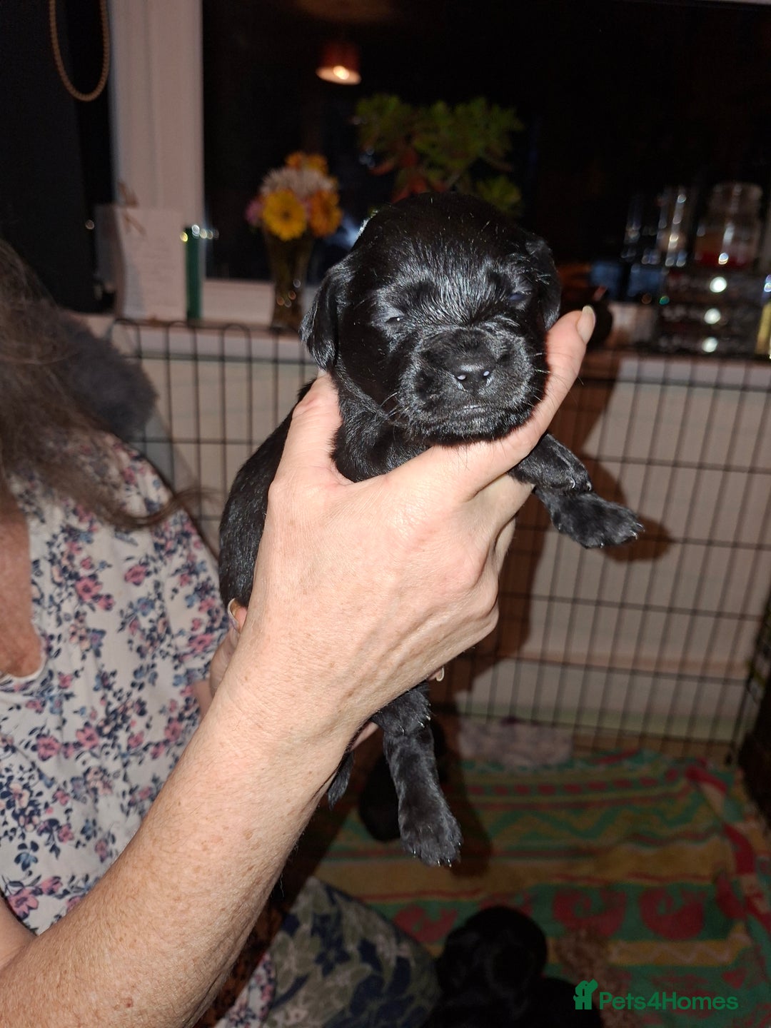Mixed Breed dogs for sale: Miniature Poodle cross french bulldog puppies  - Image 18