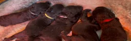 Bedlington Terrier dogs for sale: Bedlington Terrier KC registered dogs - Advert 3