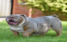 English Bulldog dogs for sale: ***EPIC BULLYZ RARE BULLDOGS*** - Image 8