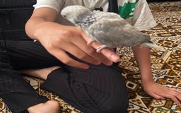 Ringnecks birds for sale: BABY RING NECK cinnamon blue colour  - Image 3