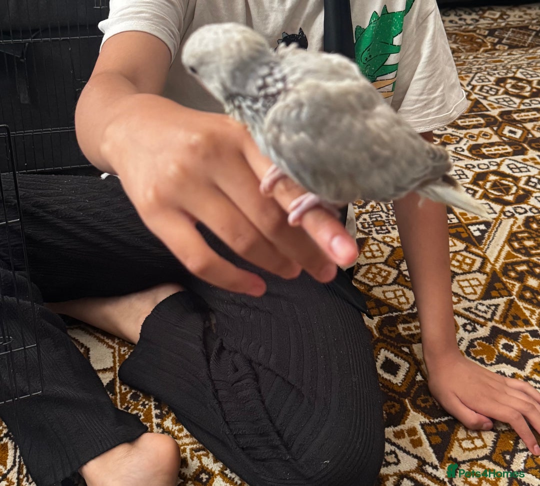 Ringnecks birds for sale: BABY RING NECK cinnamon blue colour  - Image 3